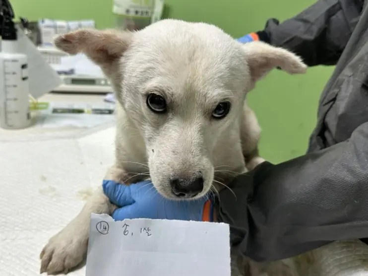 믹스견 보호중 사진