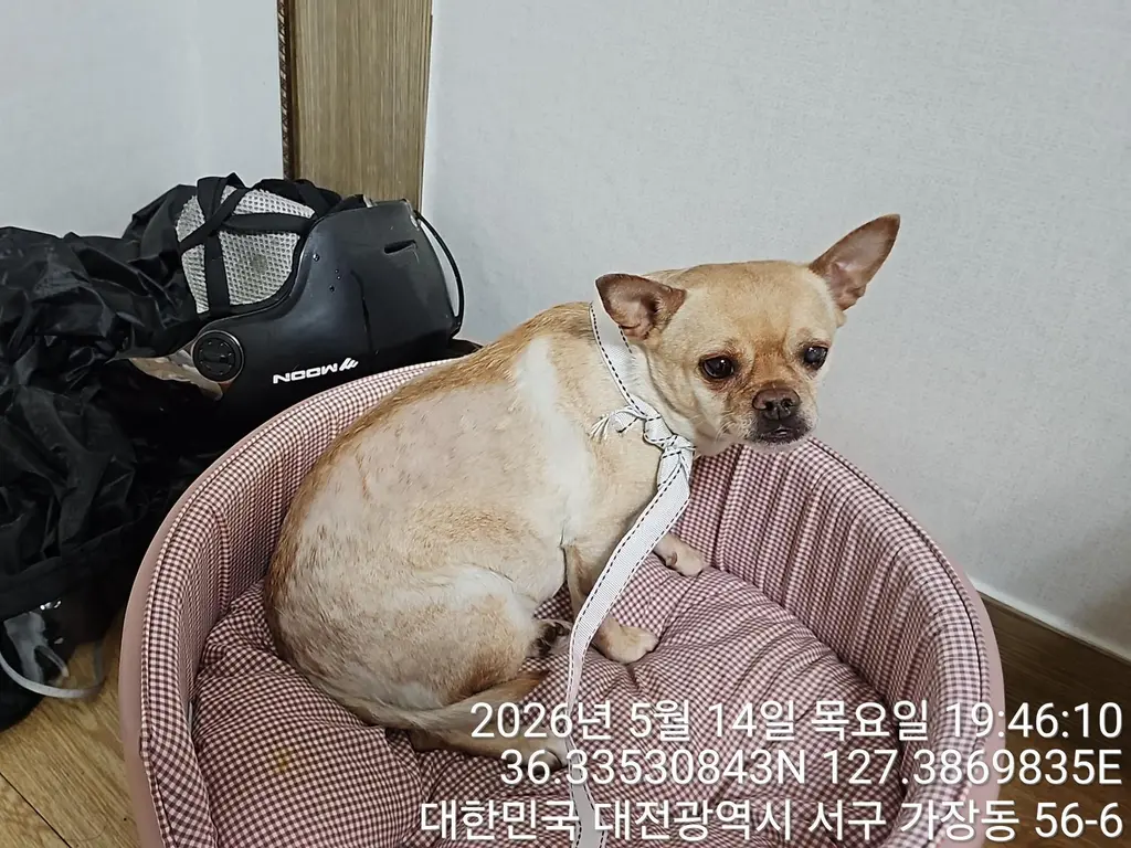 치와와 보호중 사진