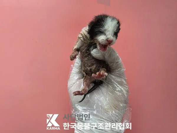 한국 고양이 보호중 사진