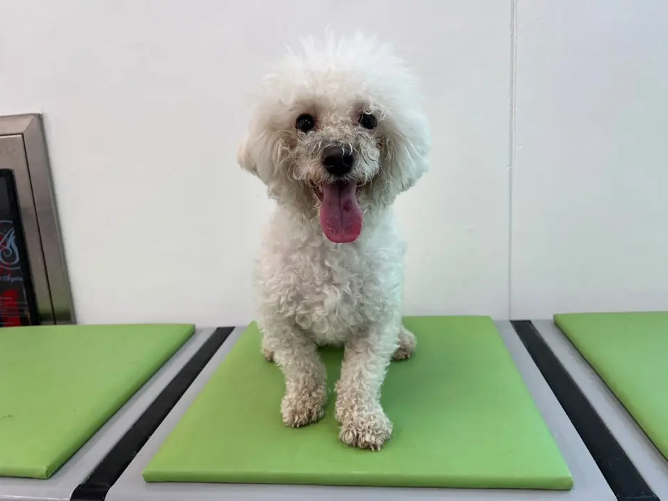 한국 고양이 보호중 사진