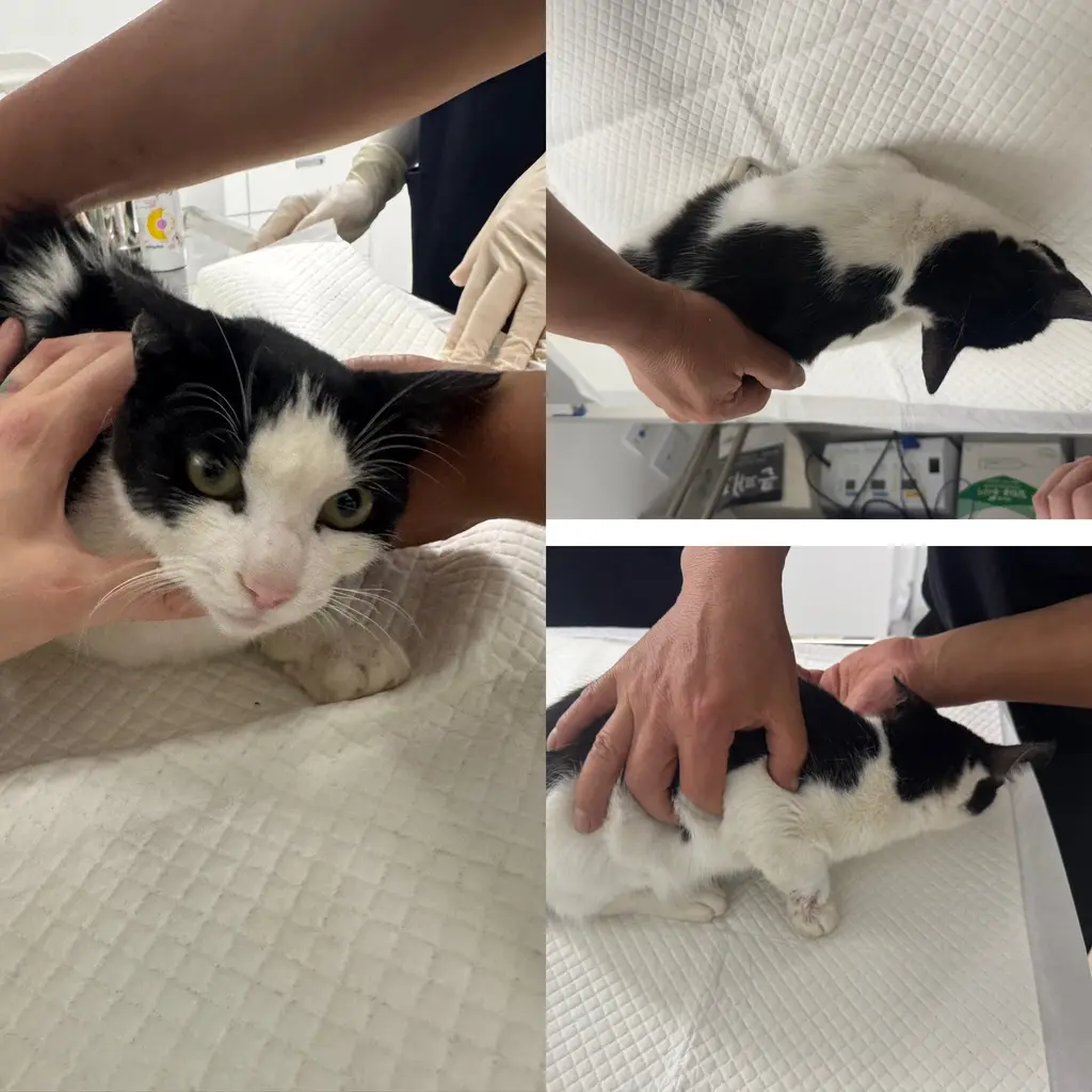 한국 고양이 보호중 사진