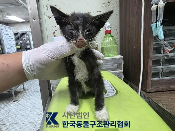 한국 고양이 보호중 사진