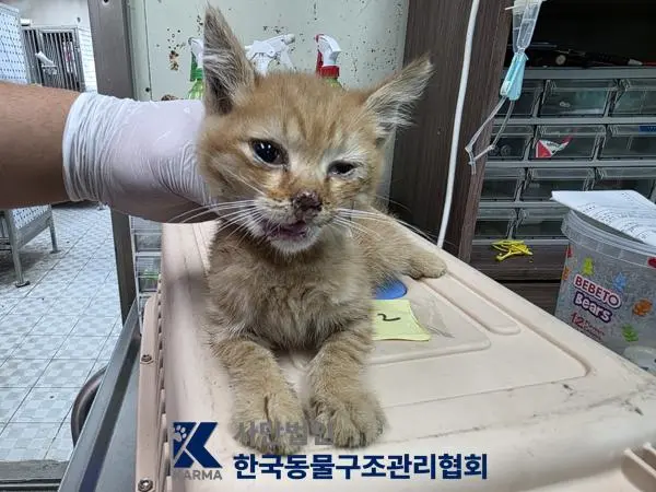 한국 고양이 보호중 사진