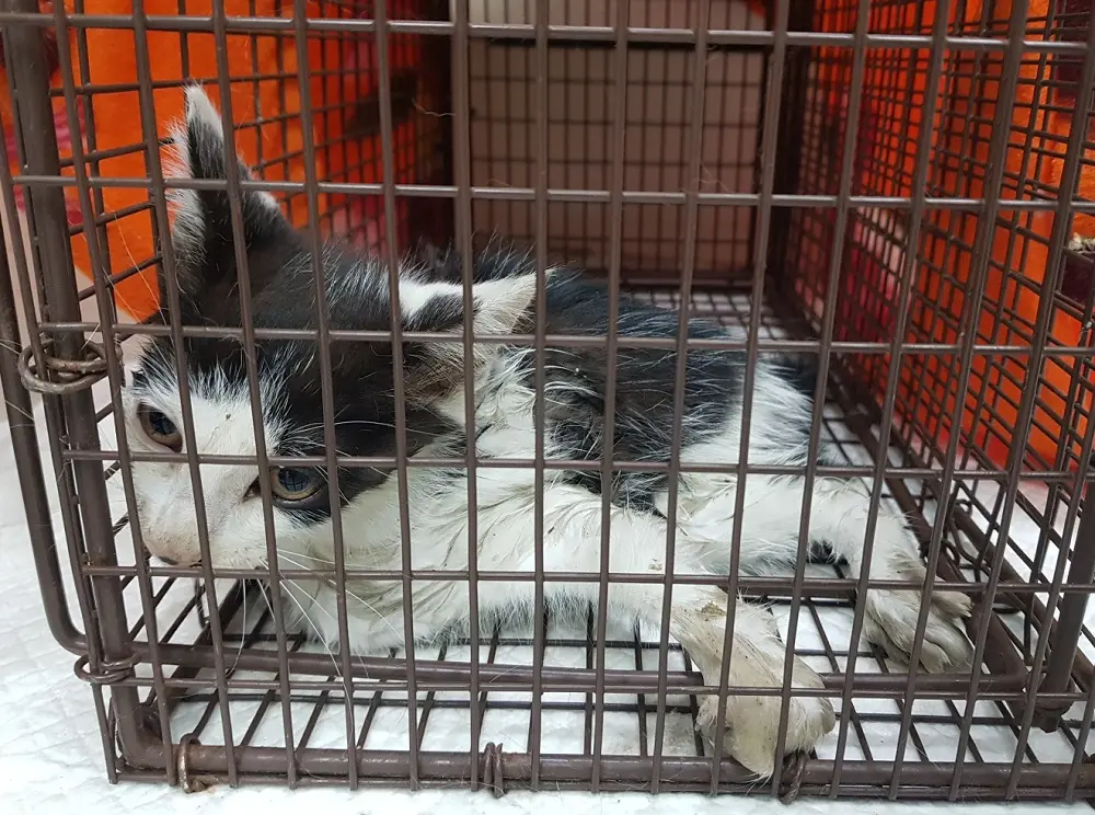 한국 고양이 보호중 사진