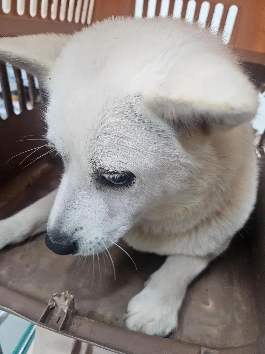믹스견 보호중 사진