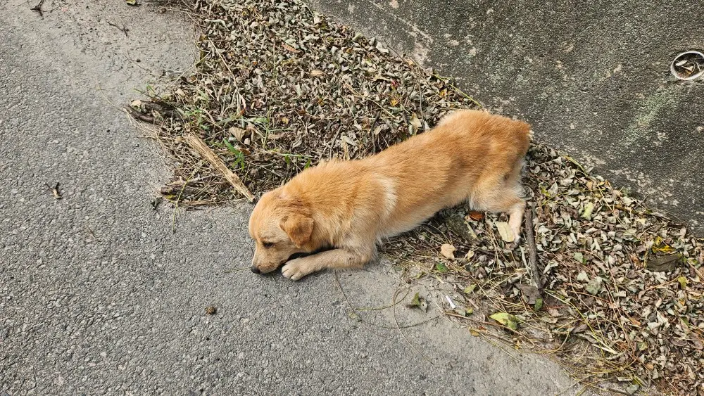 믹스견 보호중 사진