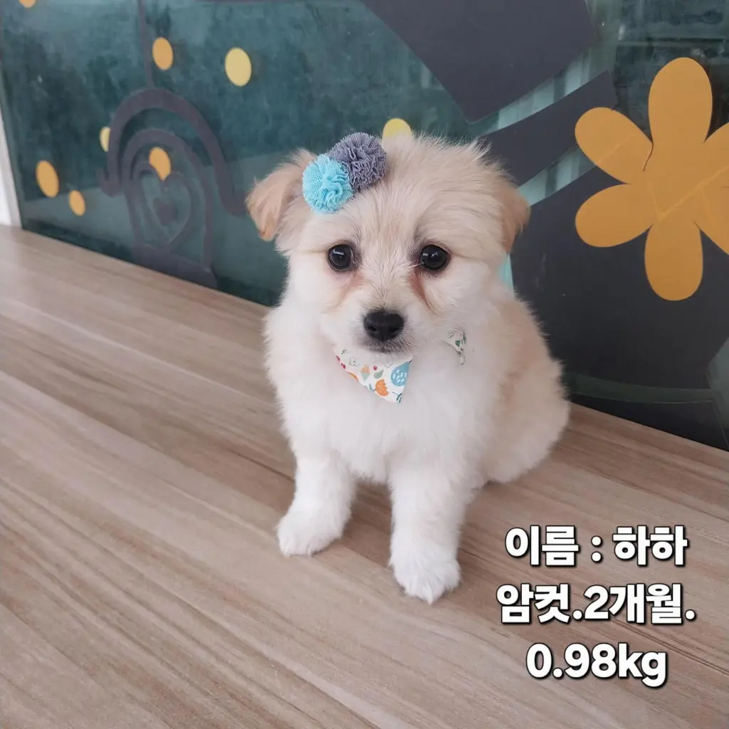 기타 보호중 사진
