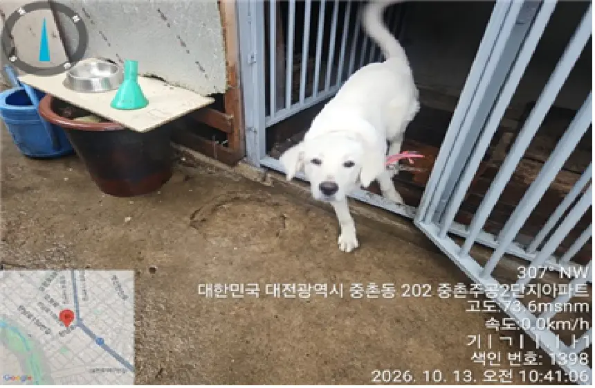 믹스견 보호중 사진