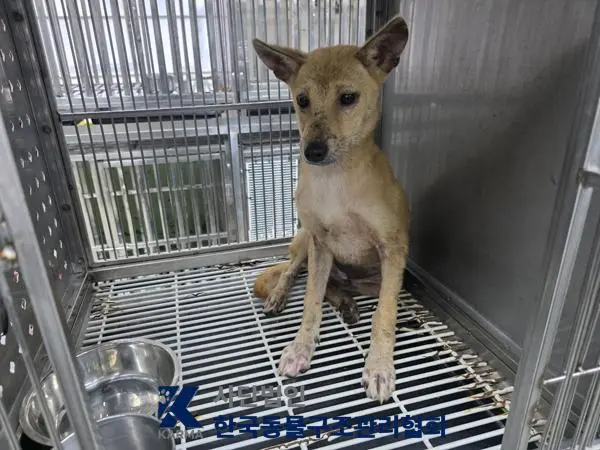 믹스견 보호중 사진