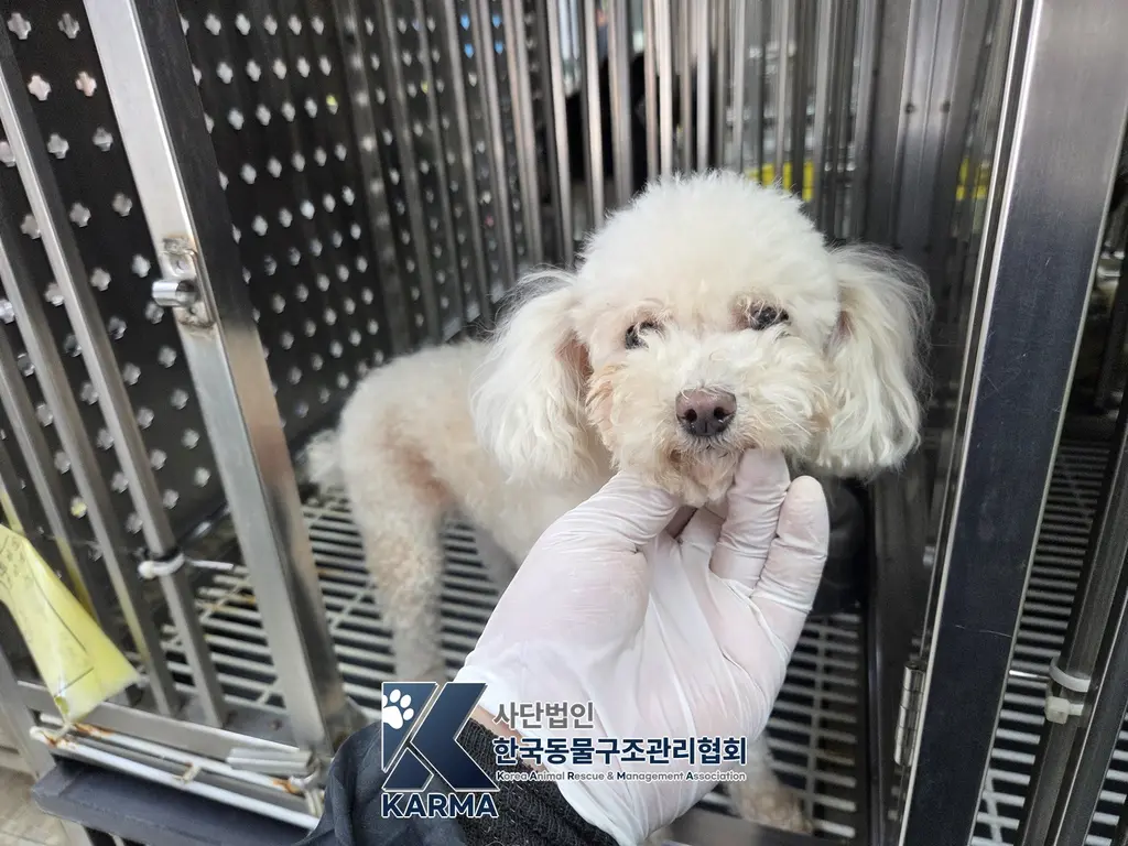 푸들 보호중 사진