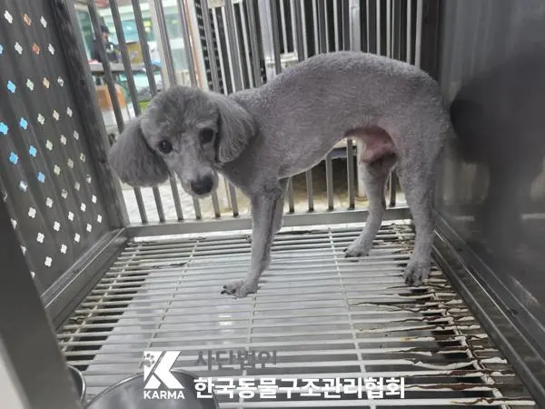 푸들 보호중 사진