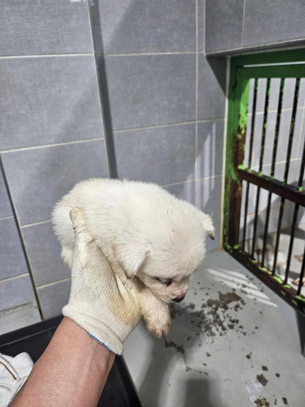 믹스견 보호중 사진