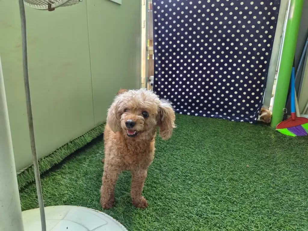 푸들 보호중 사진