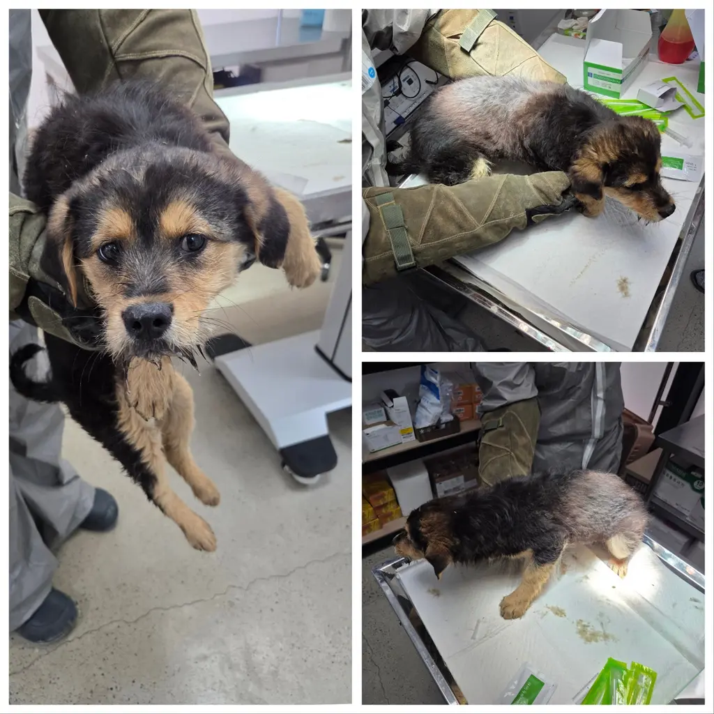 믹스견 보호중 사진