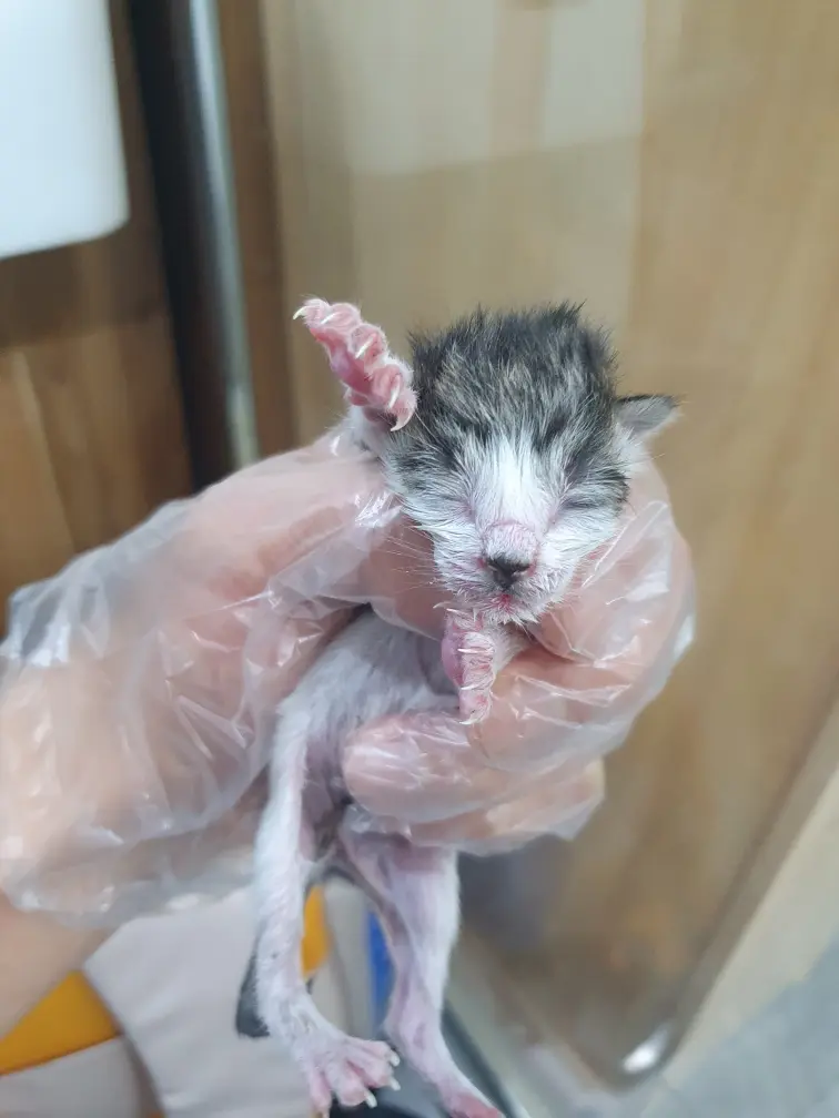 한국 고양이 보호중 사진