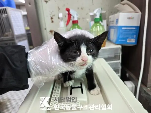 한국 고양이 보호중 사진