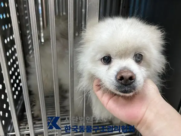포메라니안 보호중 사진
