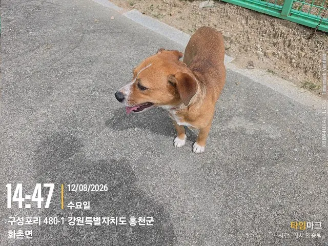 믹스견 보호중 사진