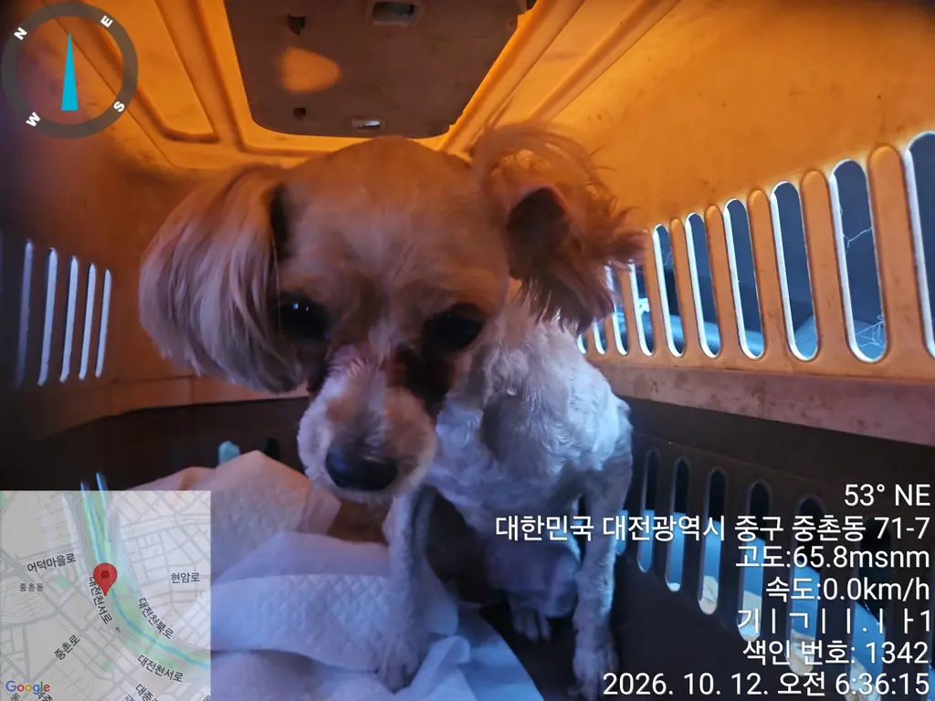말티즈 보호중 사진