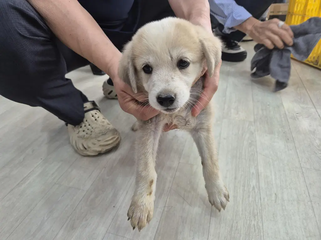 믹스견 보호중 사진