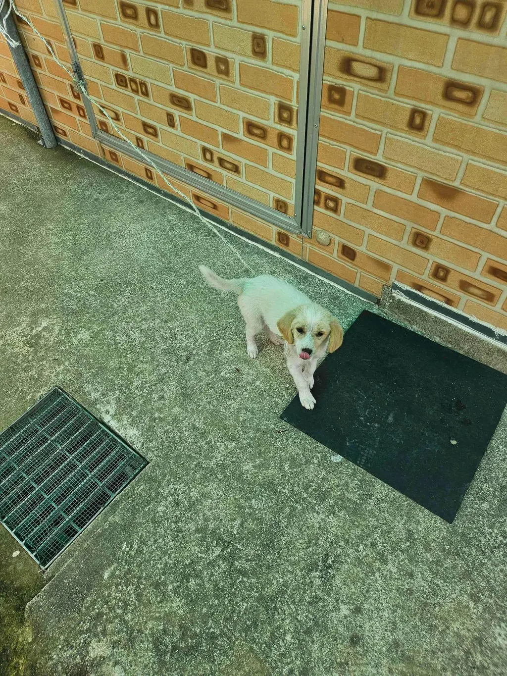 믹스견 보호중 사진