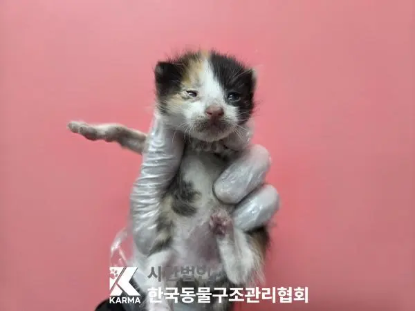 한국 고양이 보호중 사진