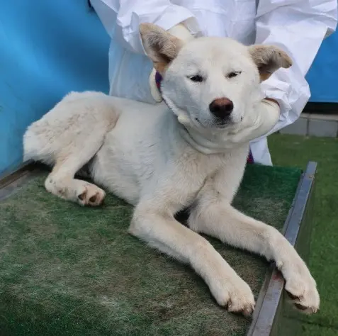 믹스견 보호중 사진