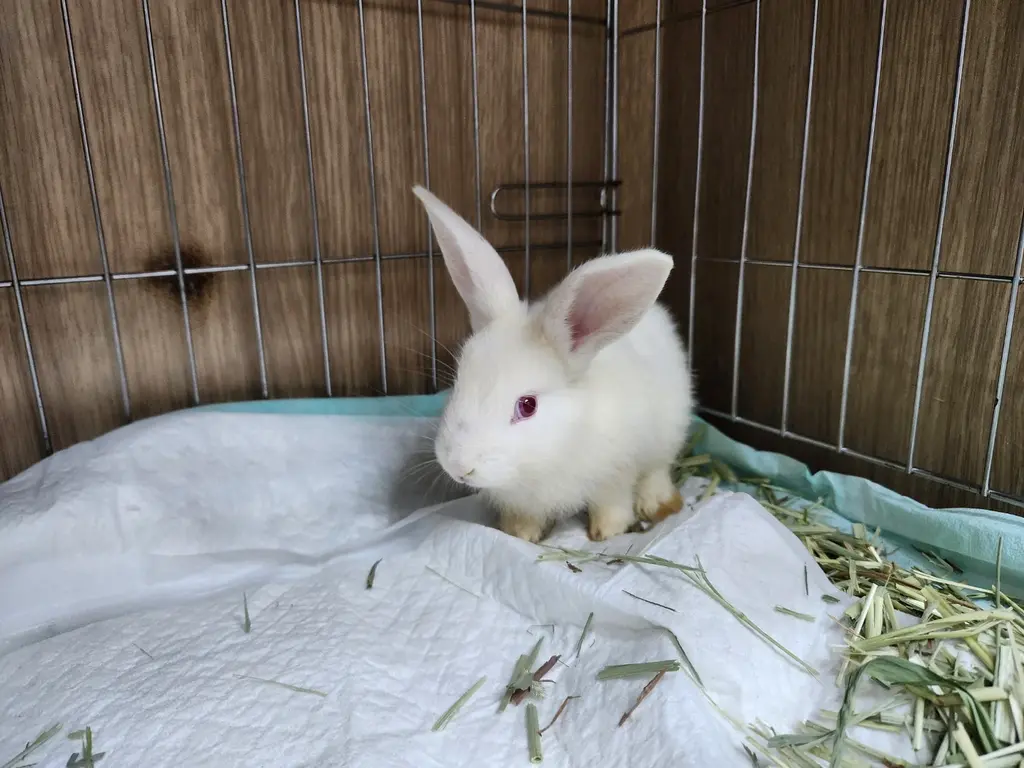 기타축종 보호중 사진