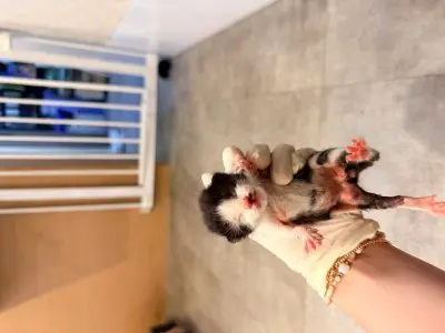 믹스묘 보호중 사진