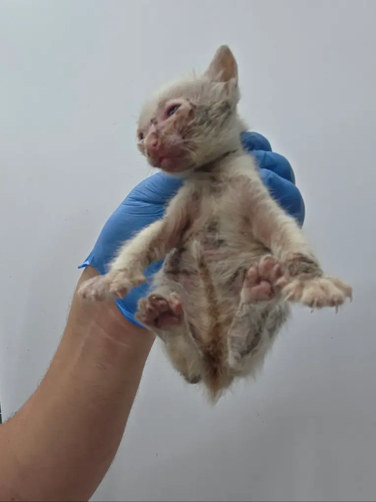 한국 고양이 보호중 사진