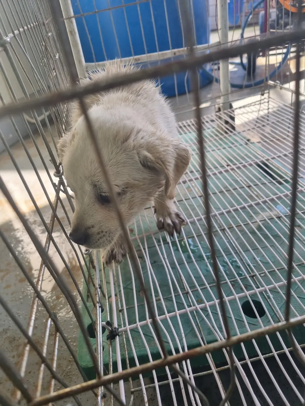 믹스견 보호중 사진