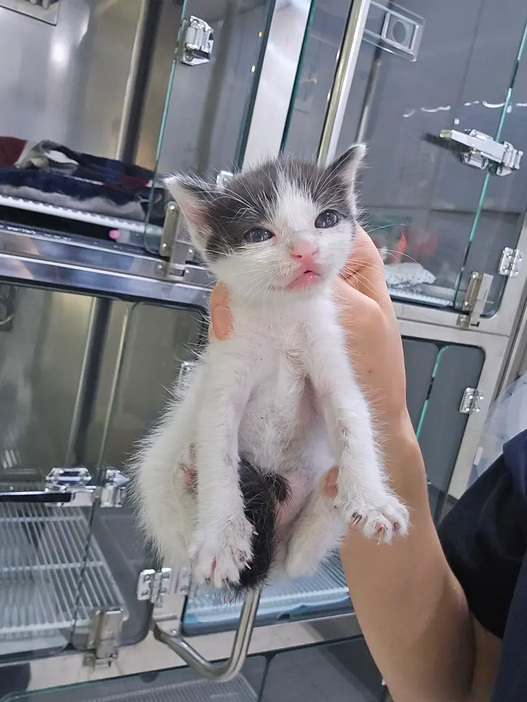 한국 고양이 보호중 사진