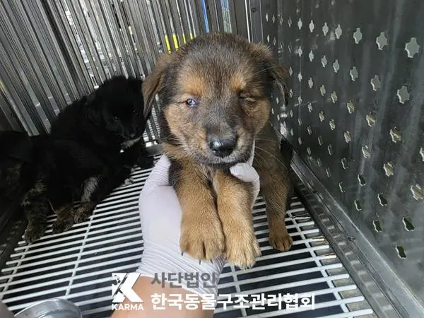 믹스견 보호중 사진