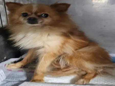 포메라니안 보호중 사진
