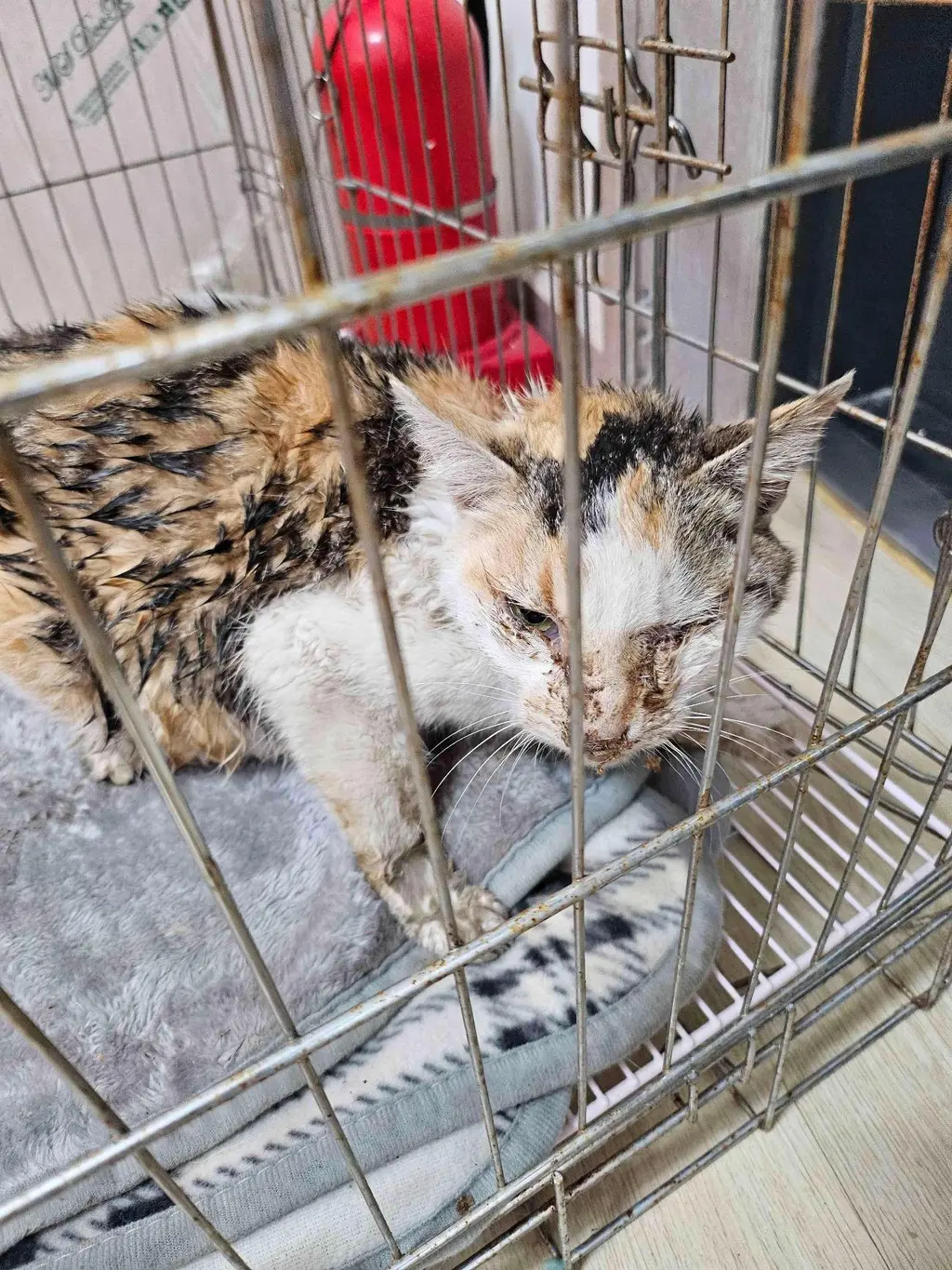 한국 고양이 보호중 사진