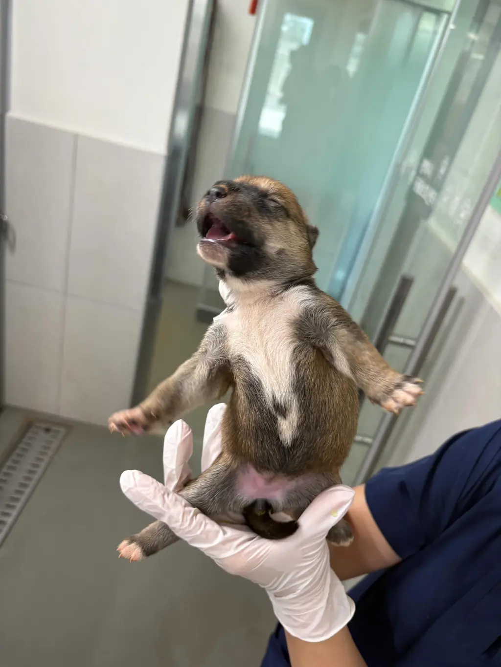 믹스견 보호중 사진