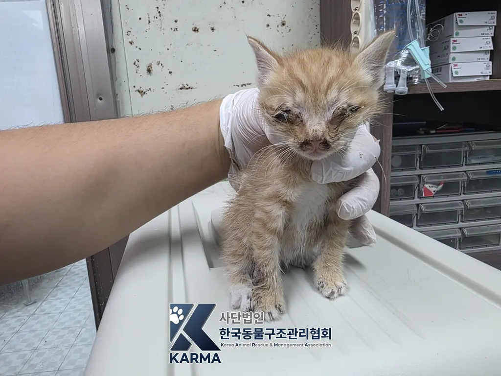 한국 고양이 보호중 사진