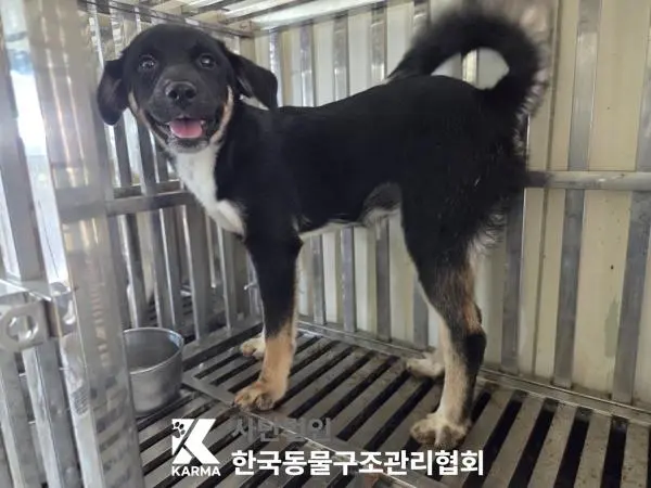 믹스견 보호중 사진