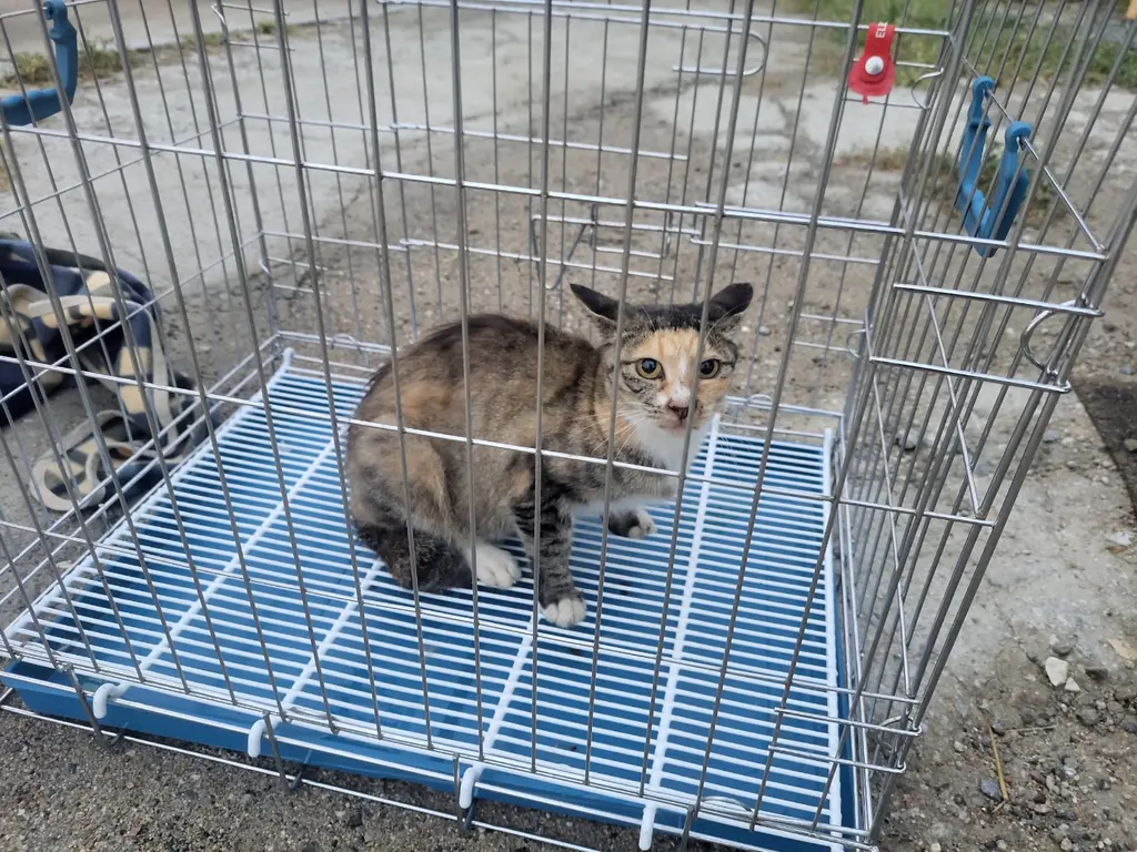 한국 고양이 보호중 사진