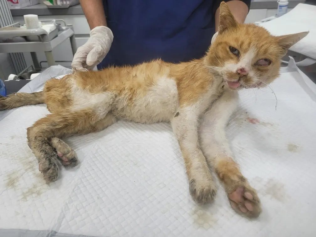 한국 고양이 보호중 사진