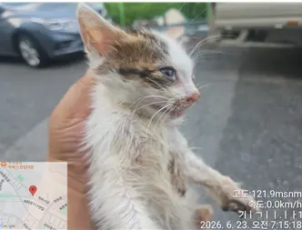 한국 고양이 보호중 사진