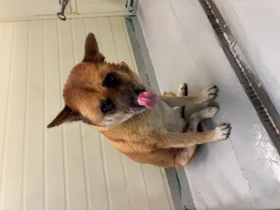 믹스견 보호중 사진