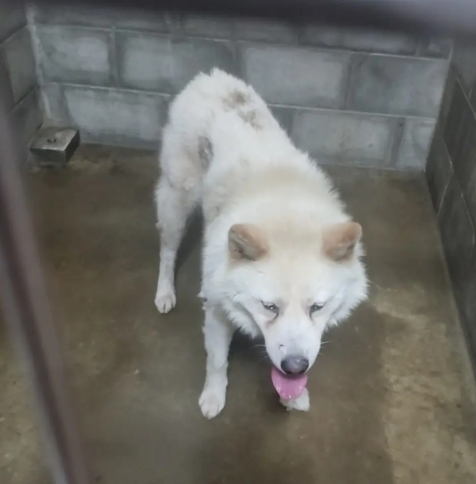 믹스견 보호중 사진