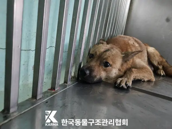 믹스견 보호중 사진