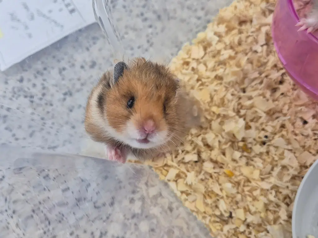 한국 고양이 보호중 사진