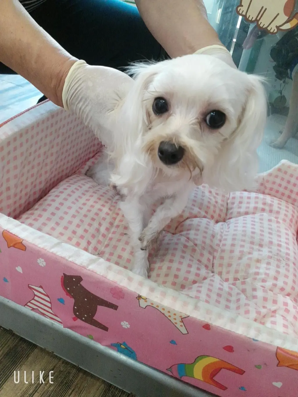 말티즈 보호중 사진