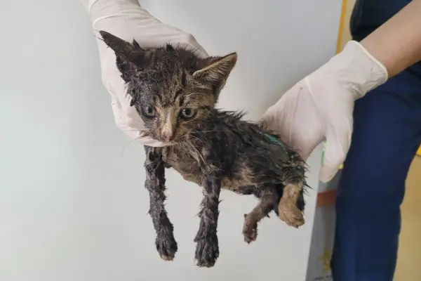 한국 고양이 보호중 사진