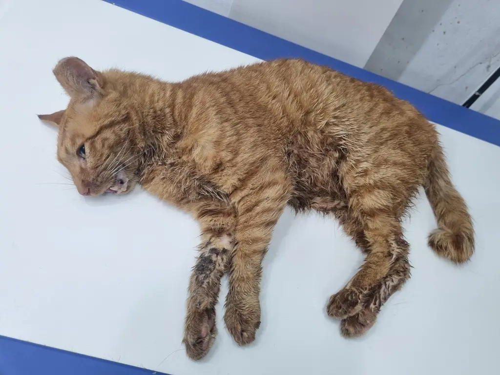 한국 고양이 보호중 사진