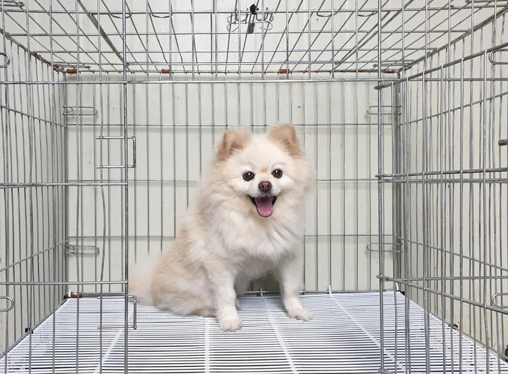 포메라니안 보호중 사진