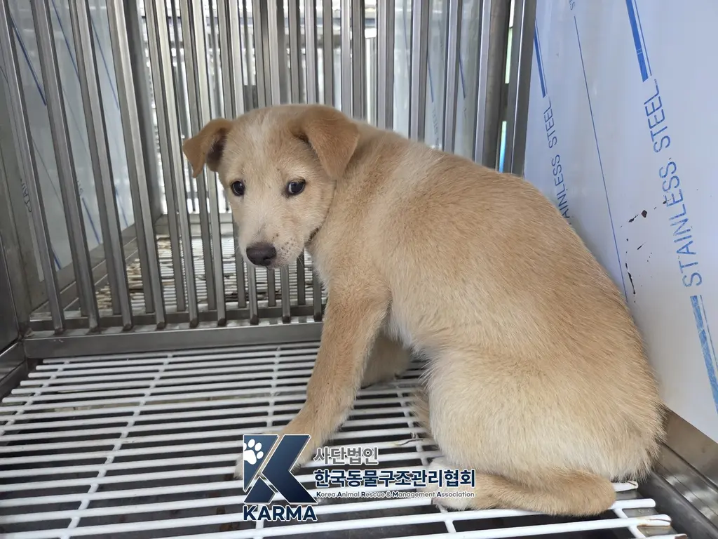 믹스견 보호중 사진